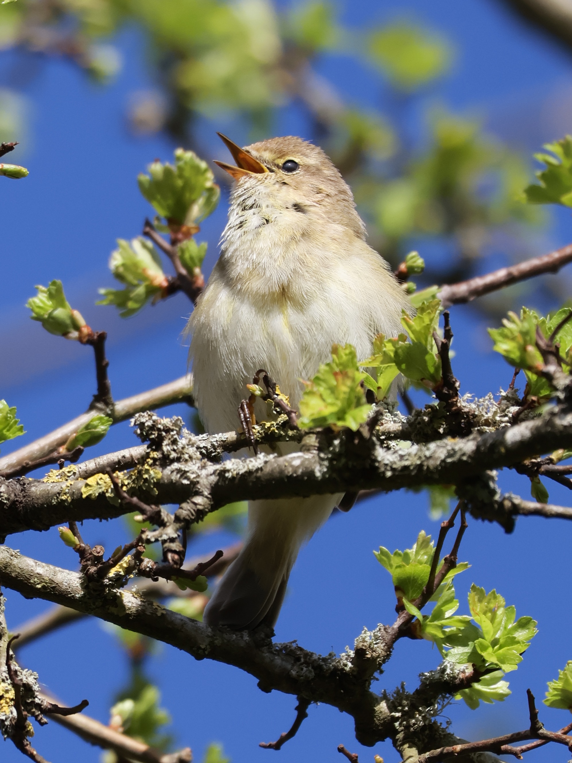 Chiffchaff by Sarah Emery