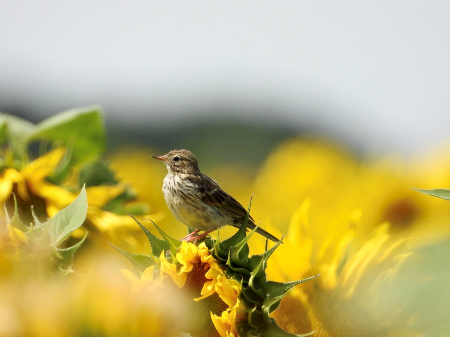 Meadow pipit by Clare Ferguson