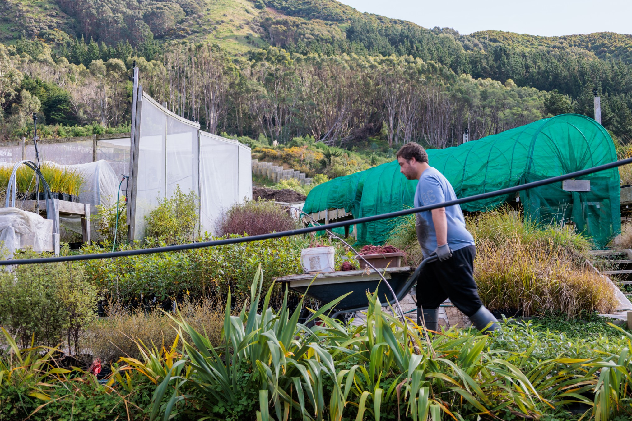 Person pushing a wheelbarrow loaded with harvested kūmara through a native plant nursery, with green shade tunnels and hillside vegetation in the background.