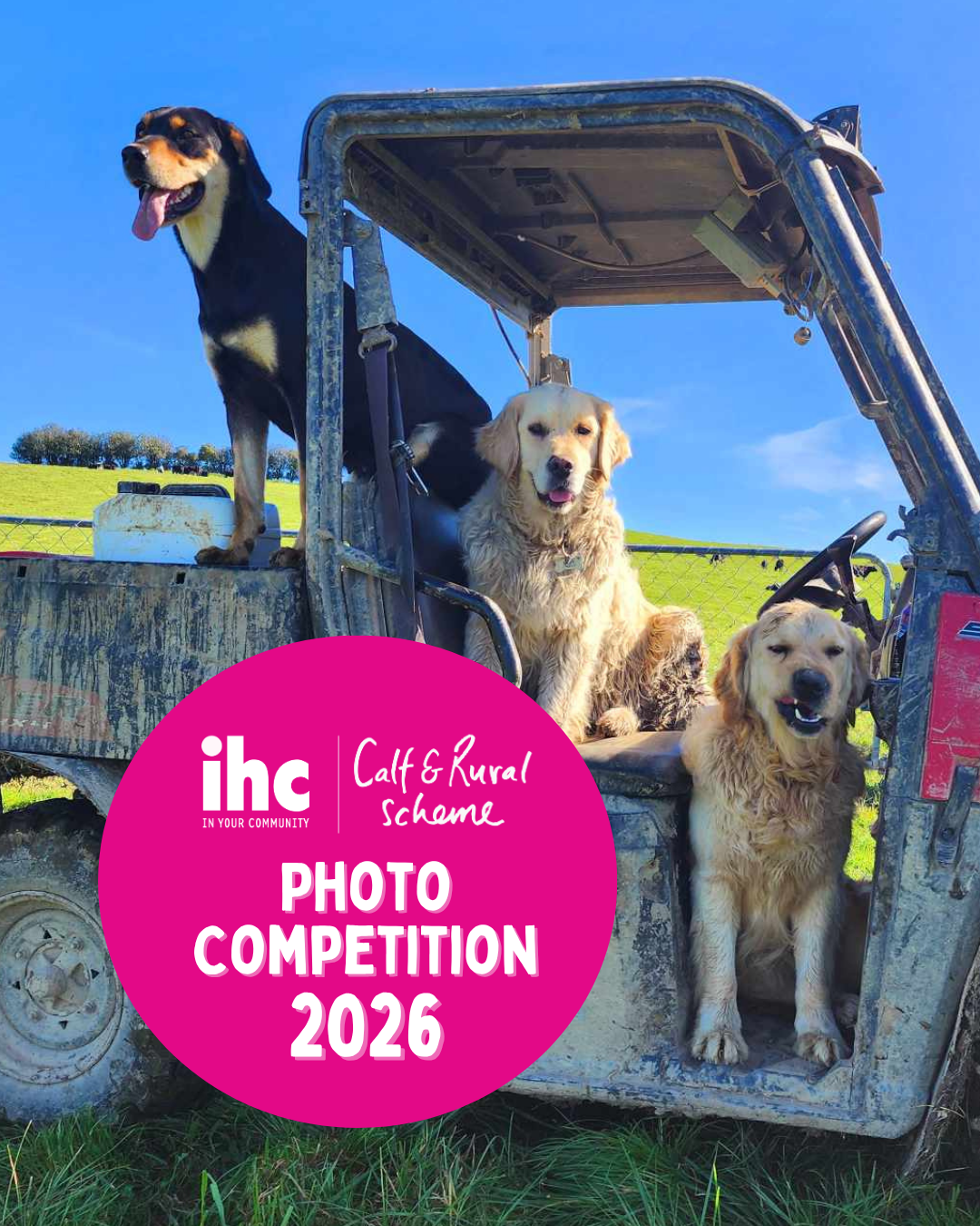 IHC Calf & Rural Scheme Photo Competition 2026. Image of three dogs sitting in an old truck on a bright, sunny day on the farm.