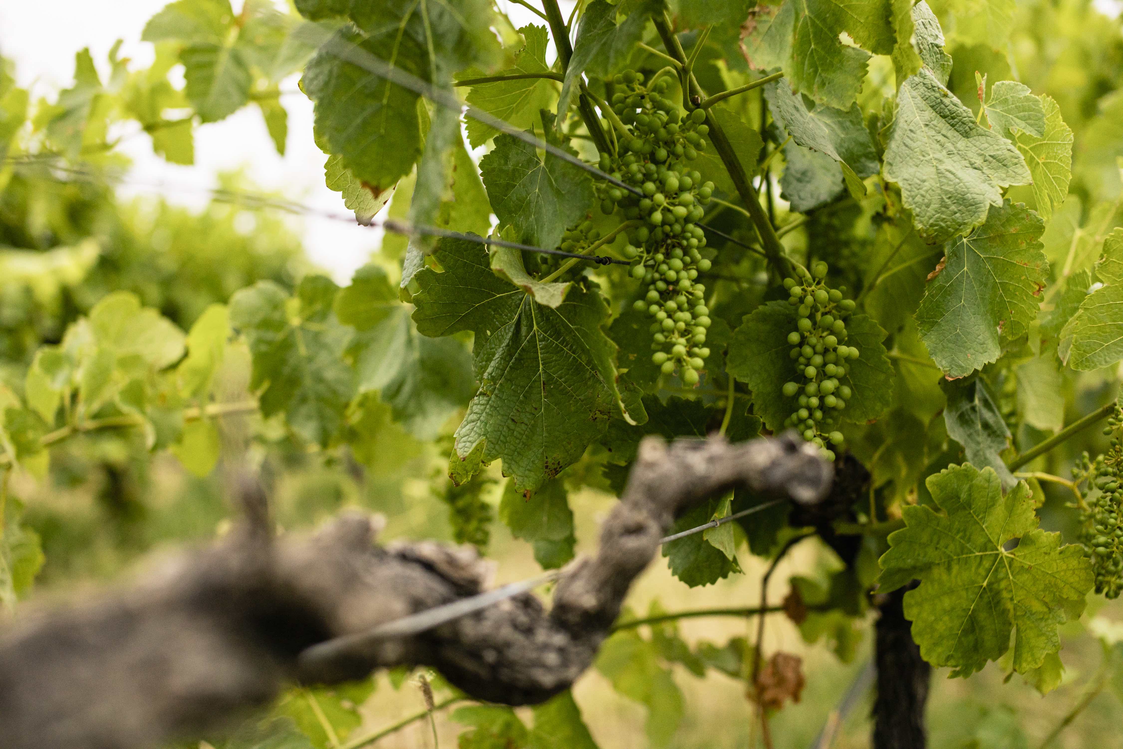 Nulla Consectetur In