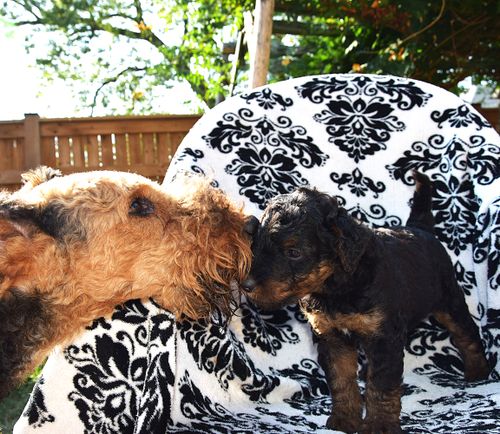 Liannes Kennel Airedale