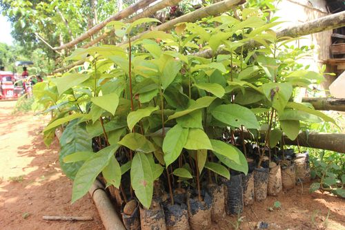 100 hectares, 100 farmers