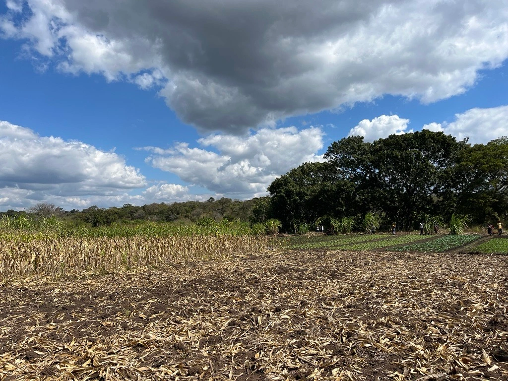 Field of Mozambique, one of the places the evaluations took place. 