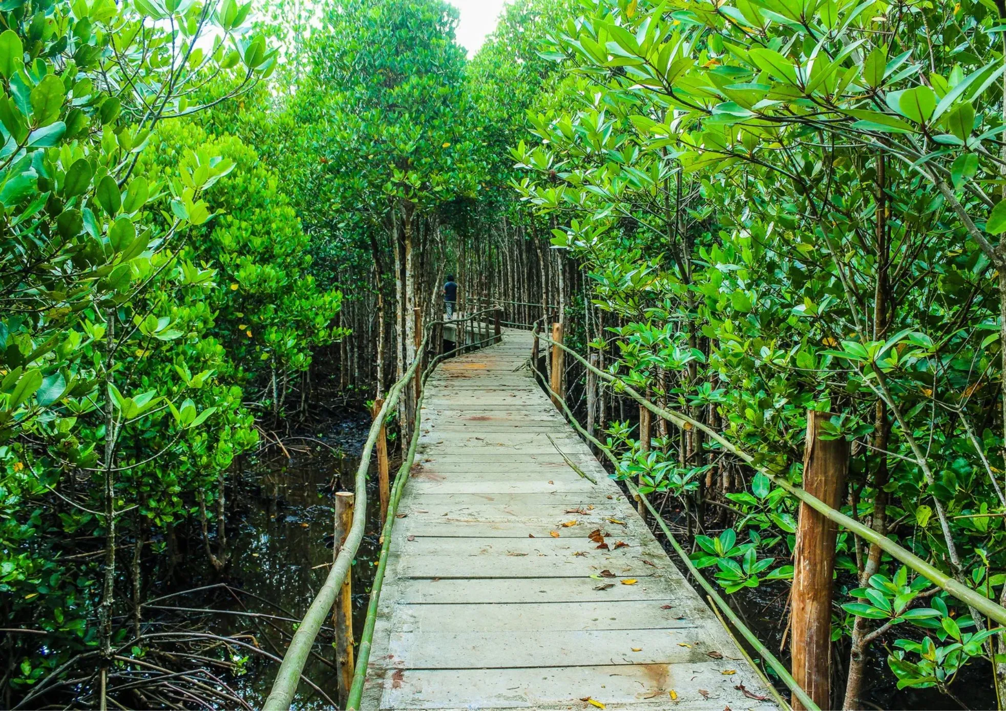 A mangrove forest