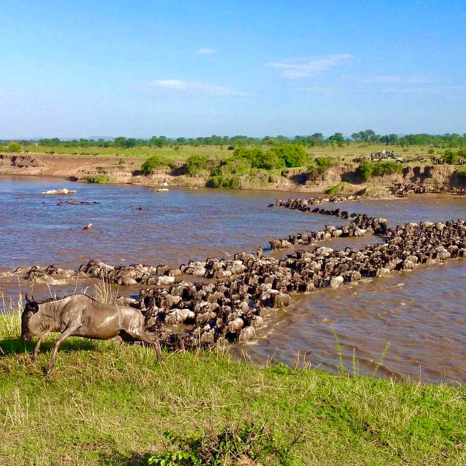 Mara River wildebeest crossing, North Serengeti wildlife, Serengeti Ark Safari camp