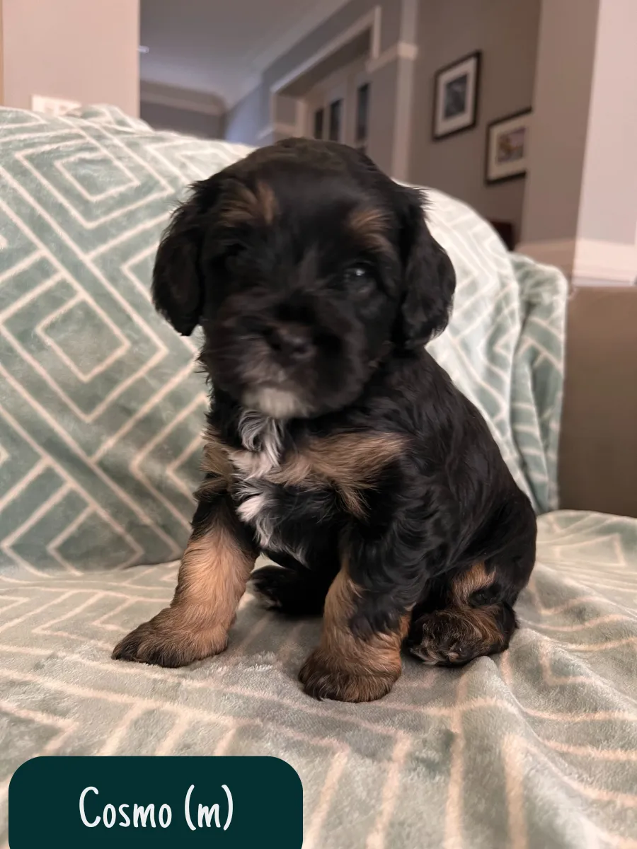 f1b-cavoodle-puppies