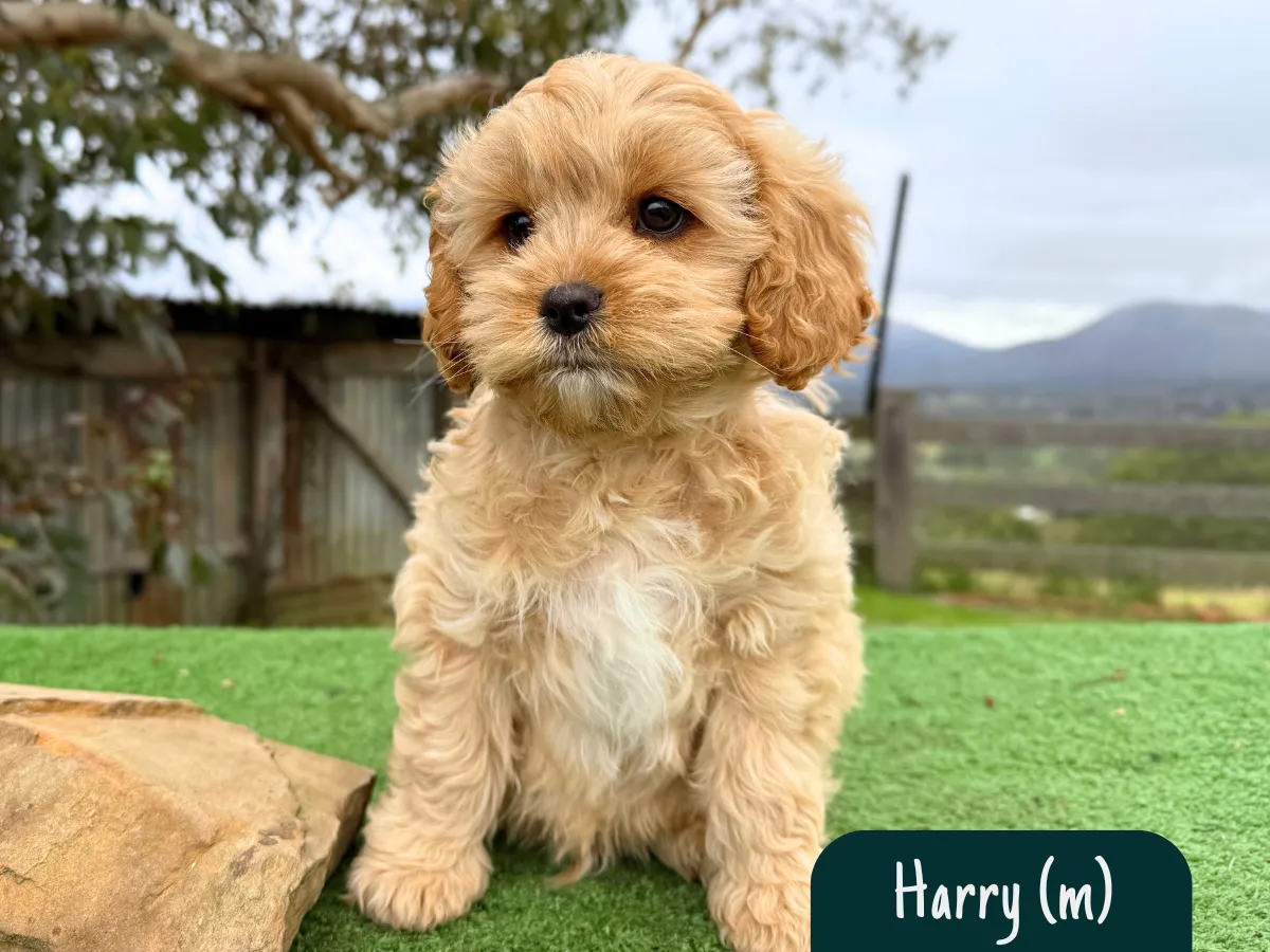 cavoodle-pups-victoria