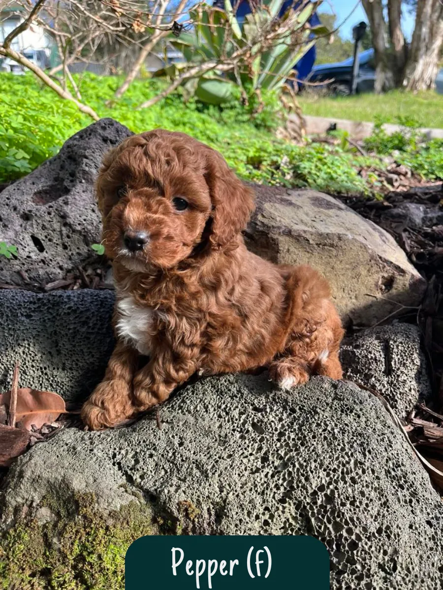 cavoodle-puppies-available