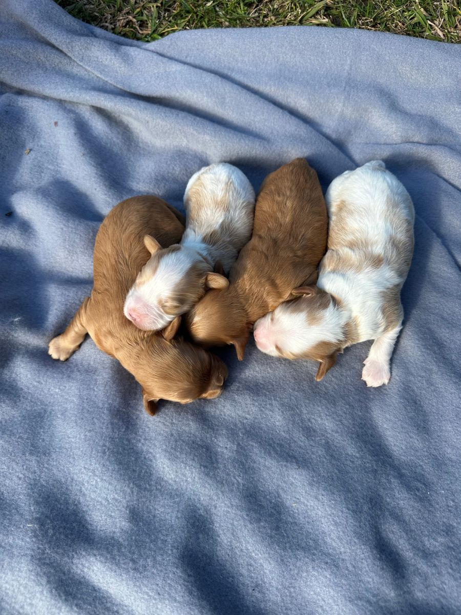 f1-cavoodle-puppy