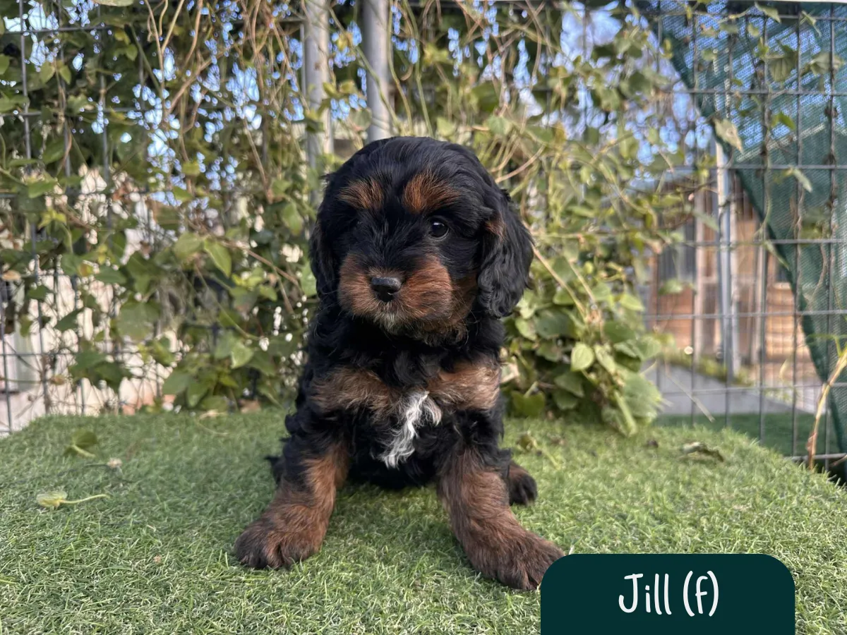 f1b-cavoodles