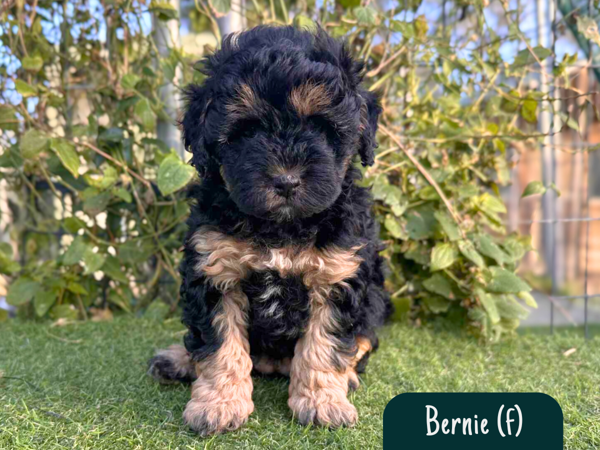 cavoodle-pups-victoria