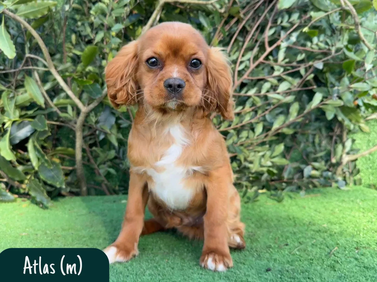 cavalier-puppies-melbourne-victoria