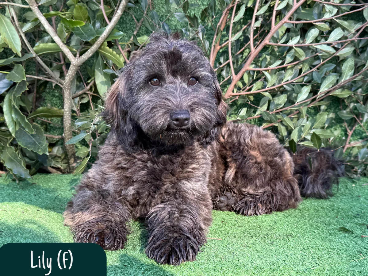 bordoodle-puppies-for-sale
