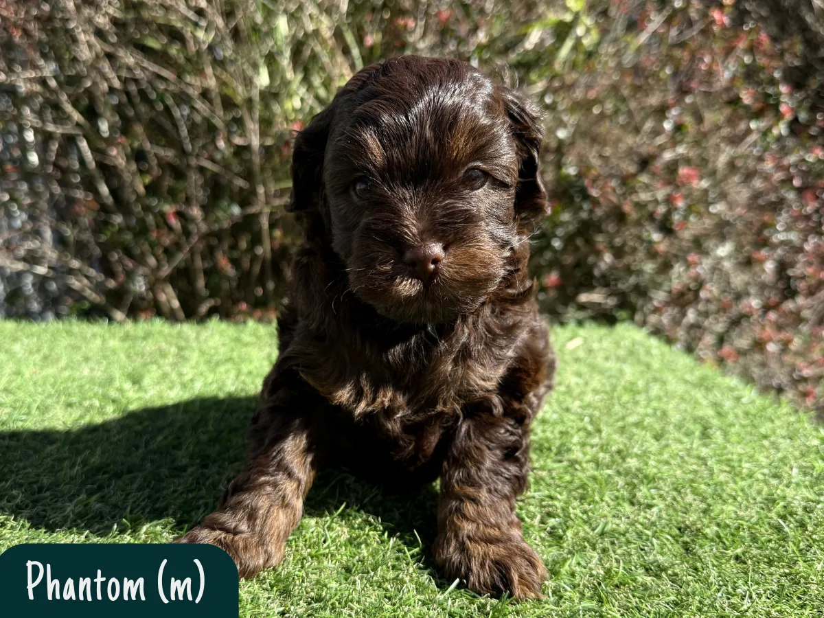 cavoodle-pups-melbourne
