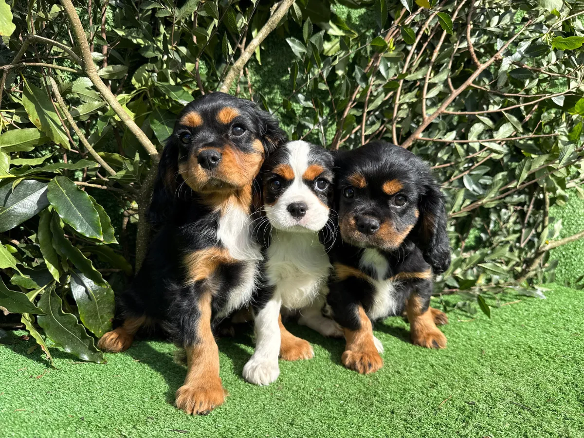 cavalier-puppies