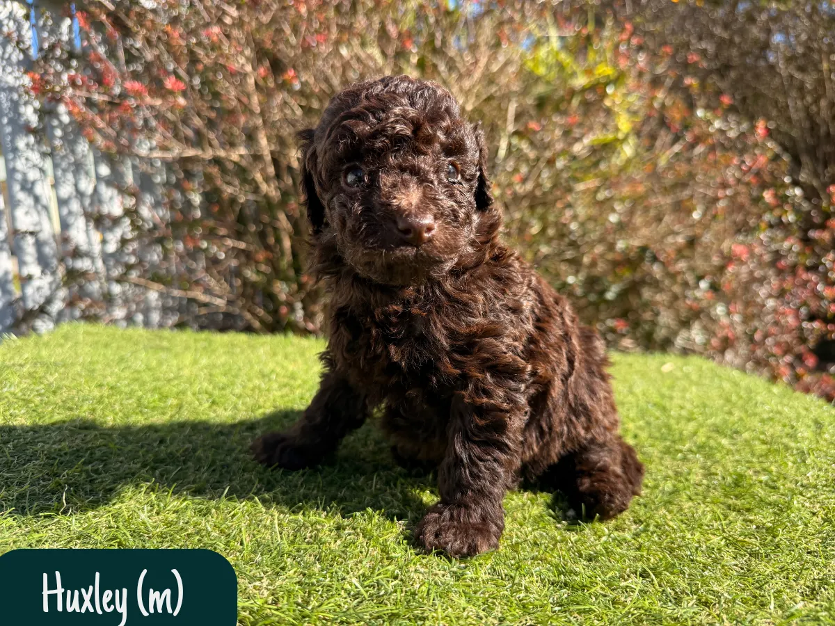 mini-toy-poodle-puppies