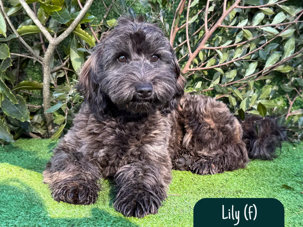 bordoodle-puppies-for-sale