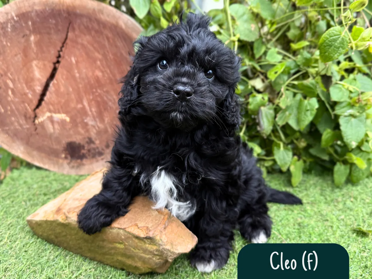 cavoodle-pups-victoria