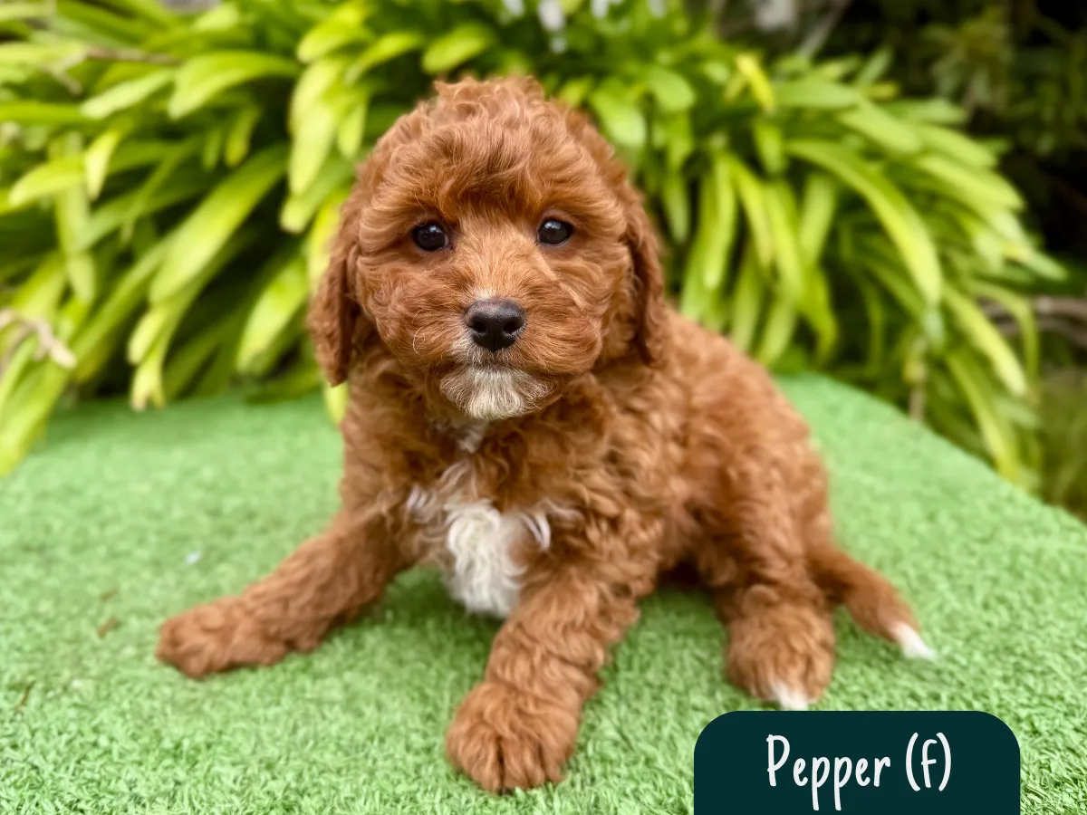 cavoodle-pups-victoria