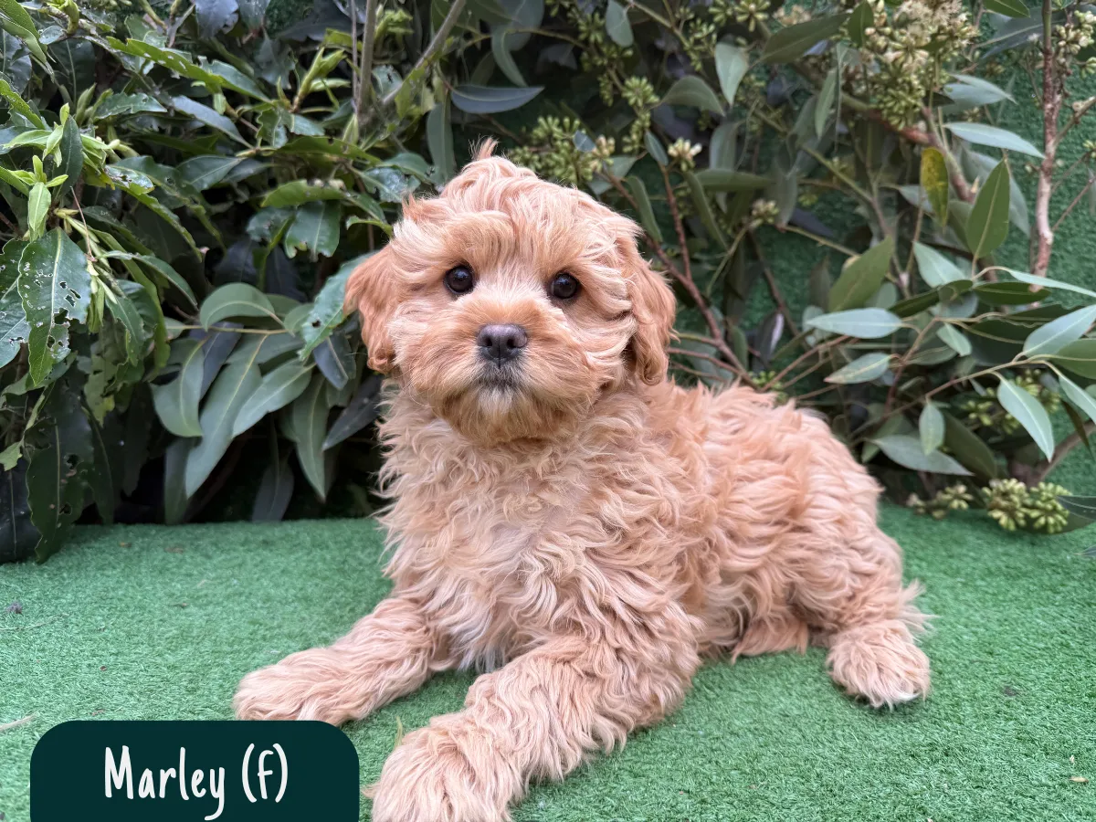 cavoodle-puppies-for-sale