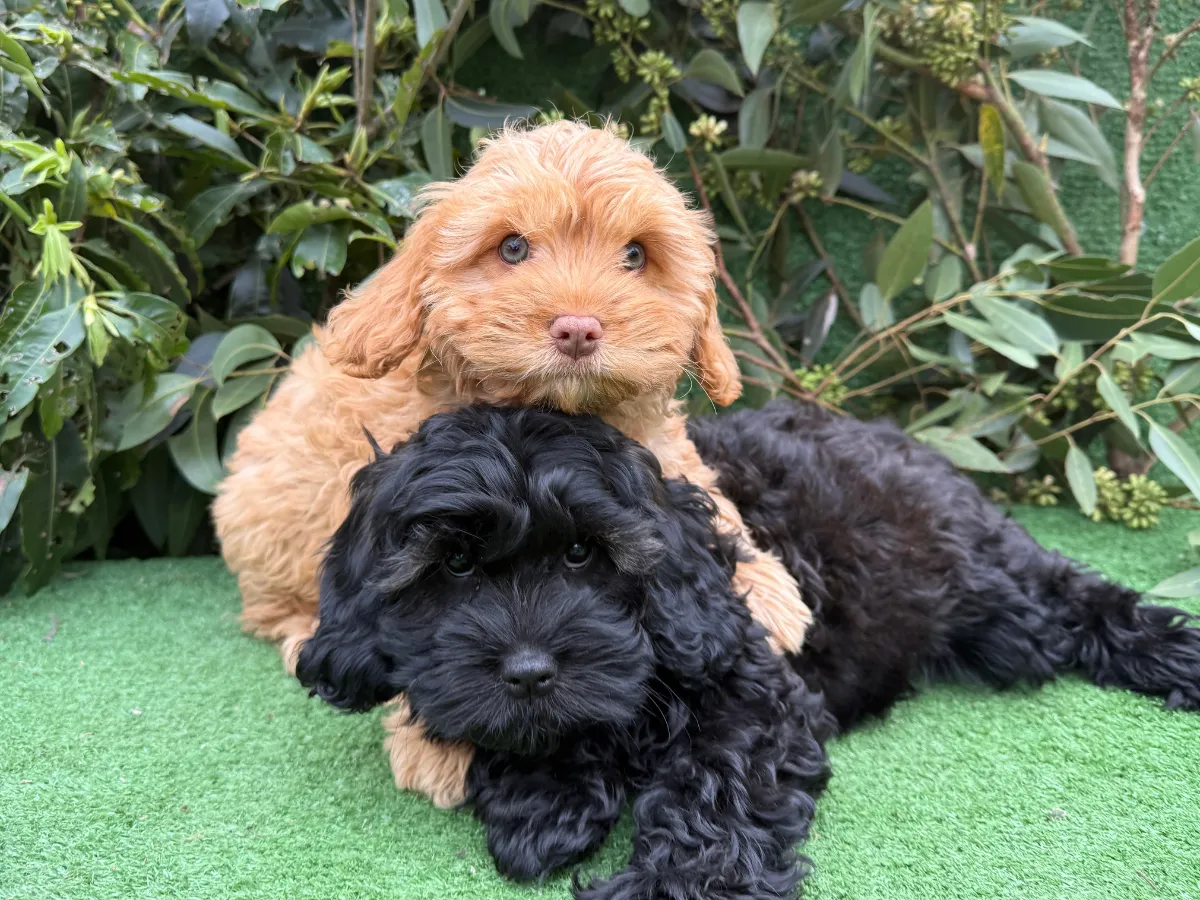 cavoodle-pups-available