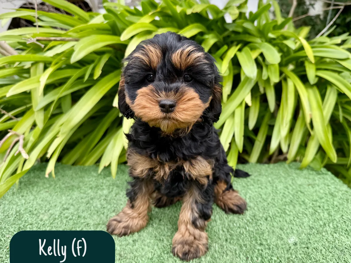 f1b-cavoodles