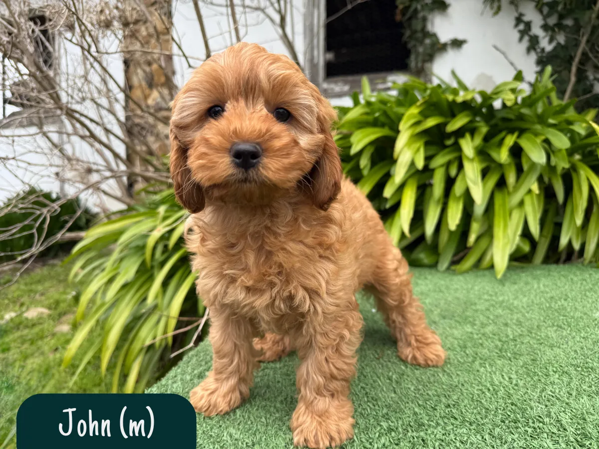 f1b-cavoodles