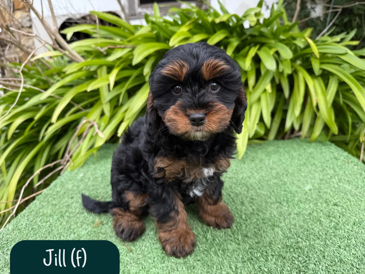 f1b-cavoodles