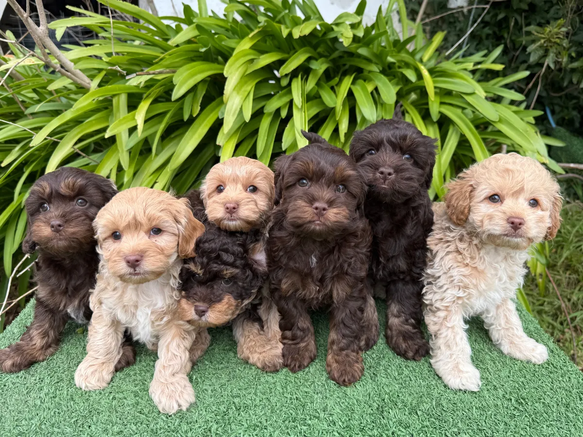 cavoodle-pups-melbourne