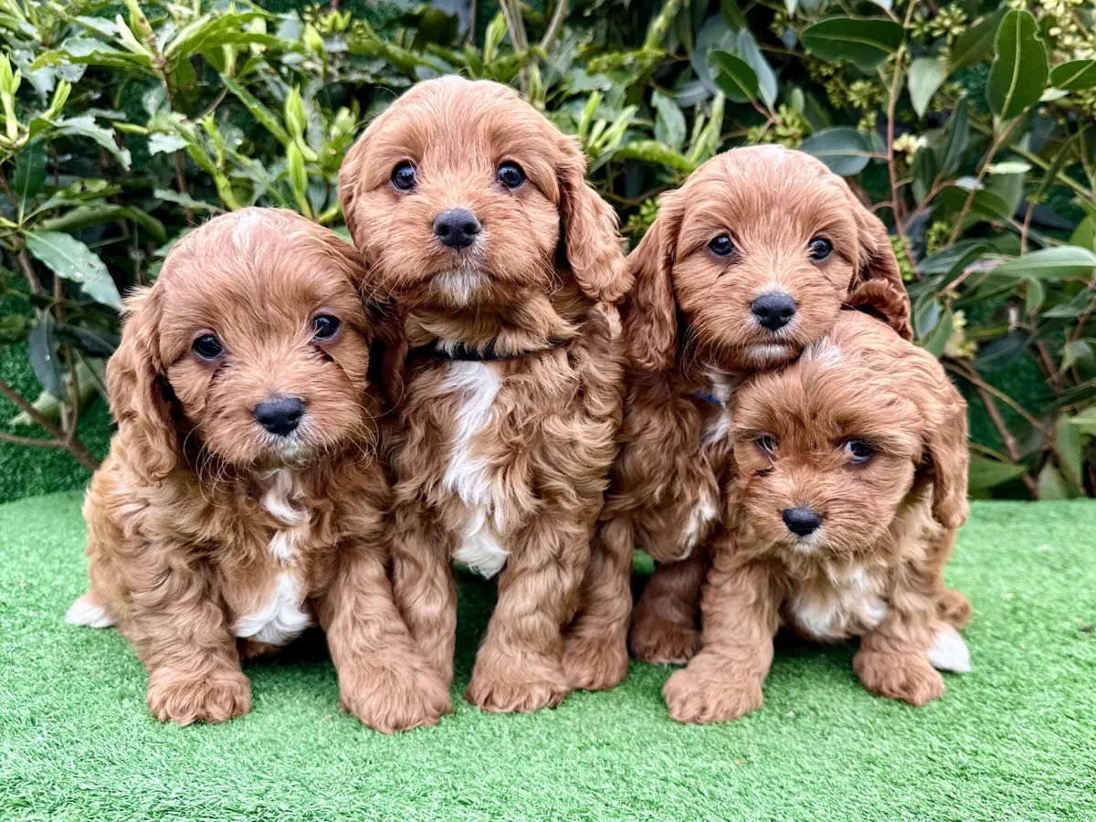 f1-cavoodle-melbourne