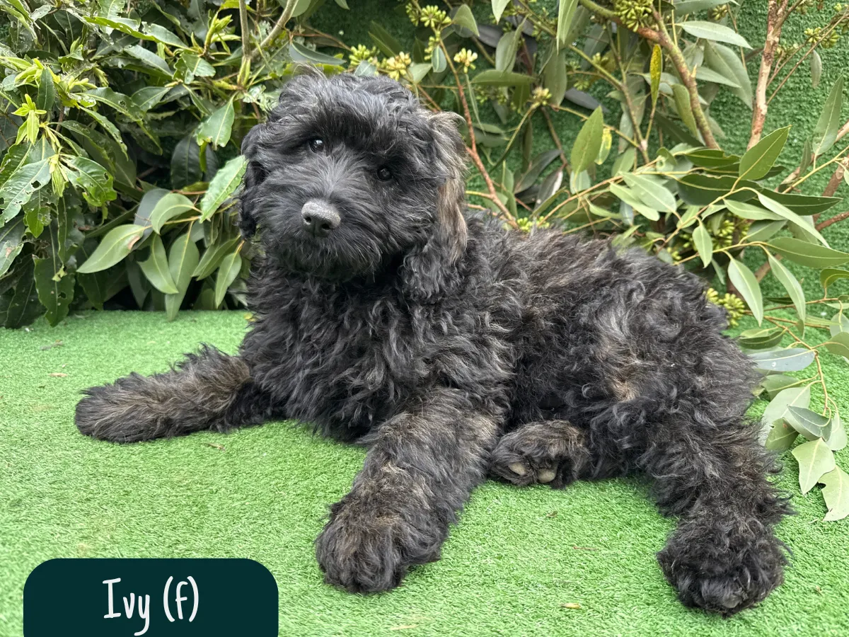 groodle-puppies-melbourne