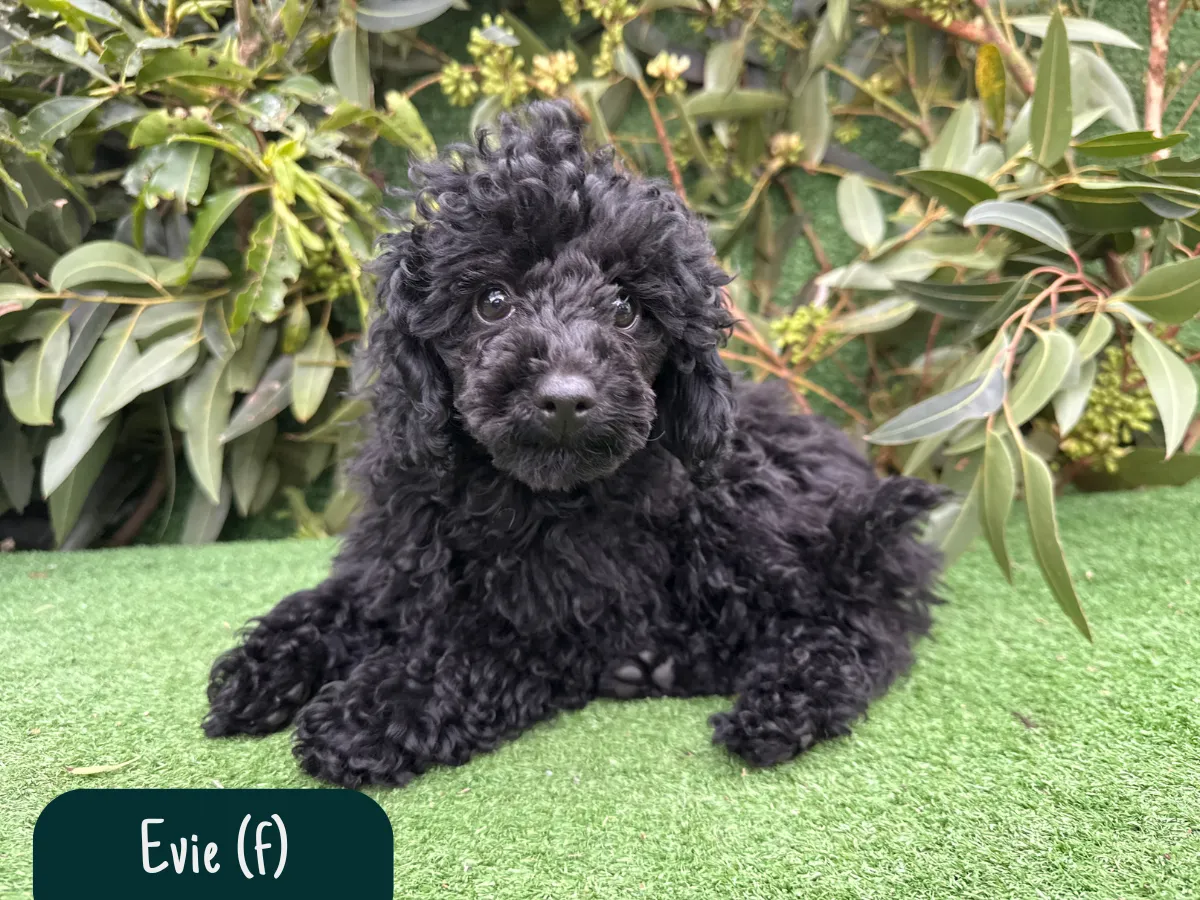 poodle-puppies-melbourne