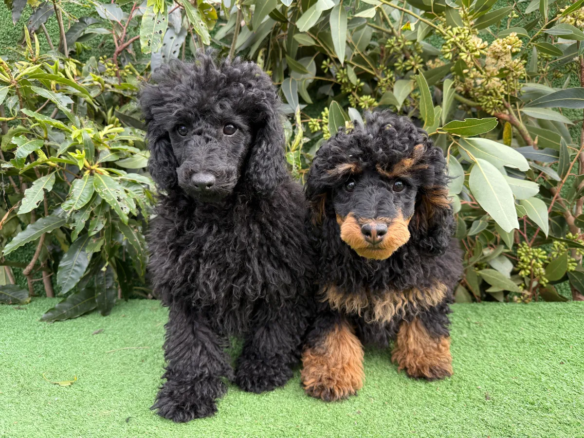 mini-poodle-puppies