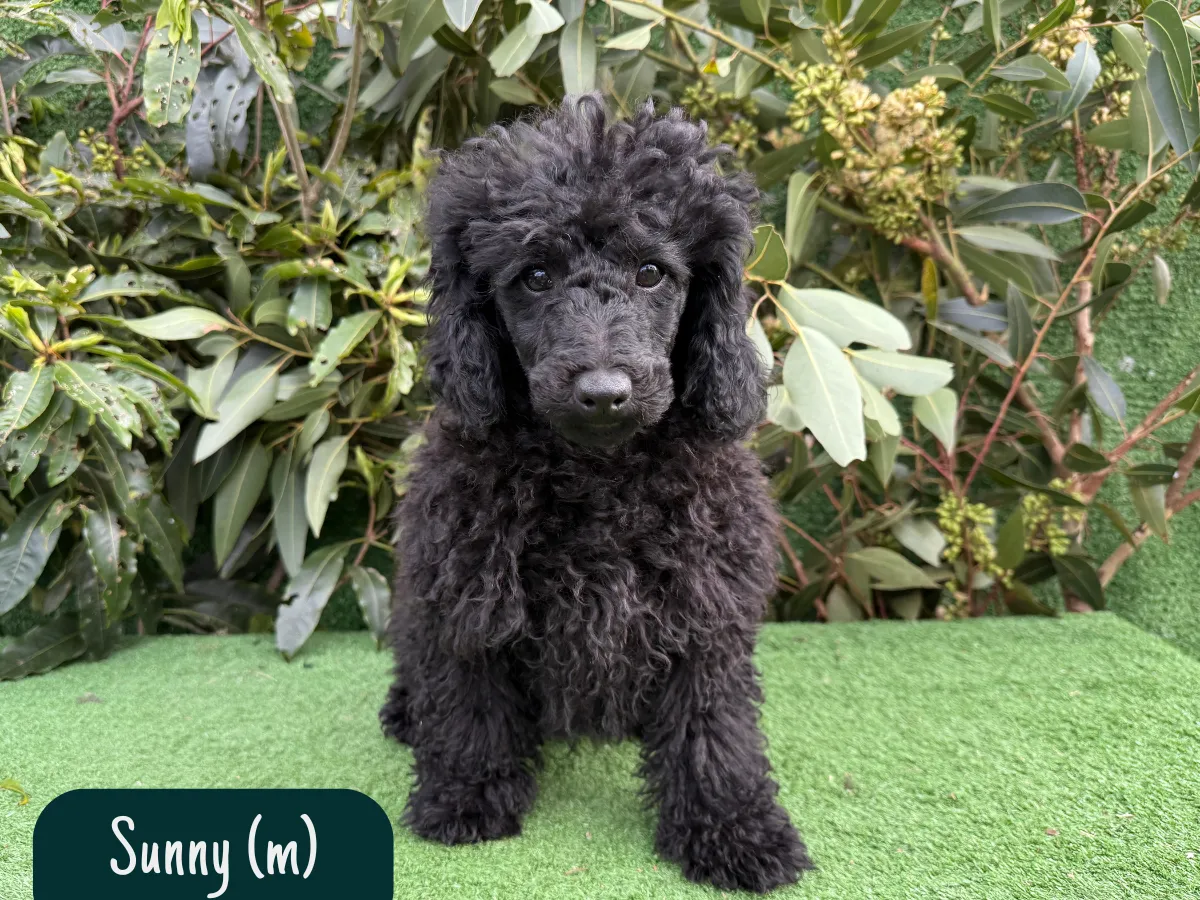 mini-poodle-puppies