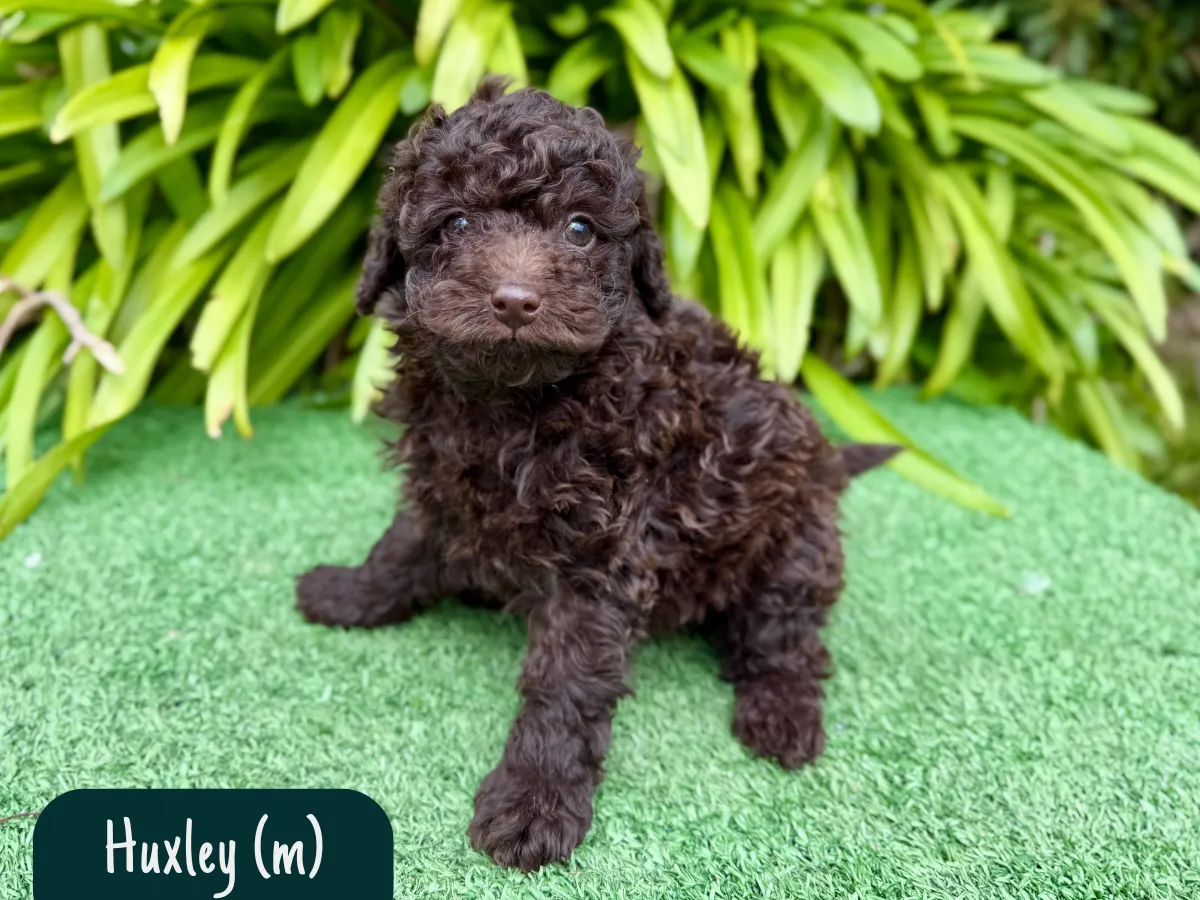 mini-toy-poodle-puppies
