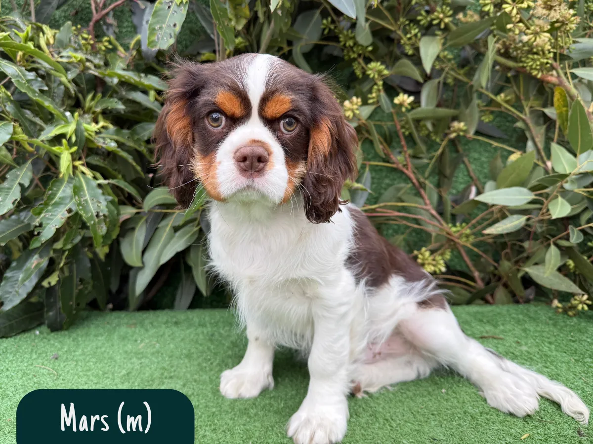 cavalier-king-charles-pups