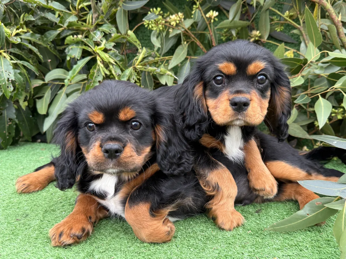 cavalier-puppies