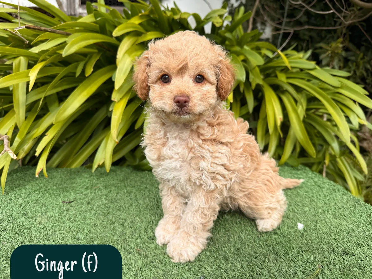 cavoodle-pups-melbourne