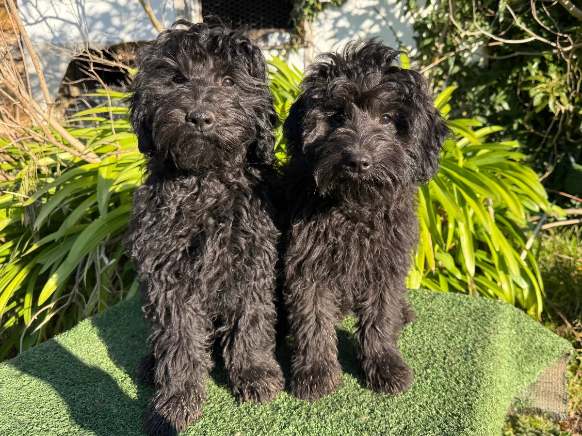 bordoodle-puppies-for-sale