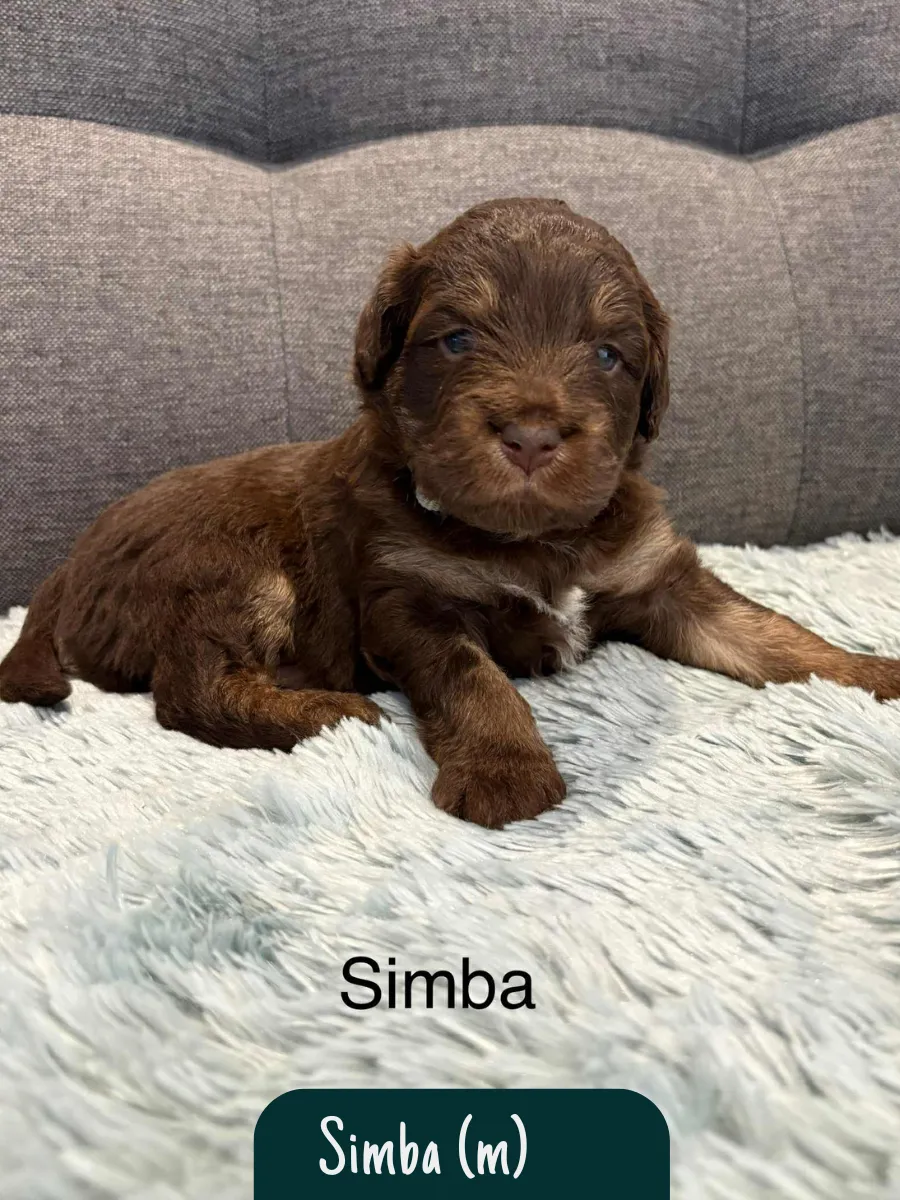bordoodle-puppies