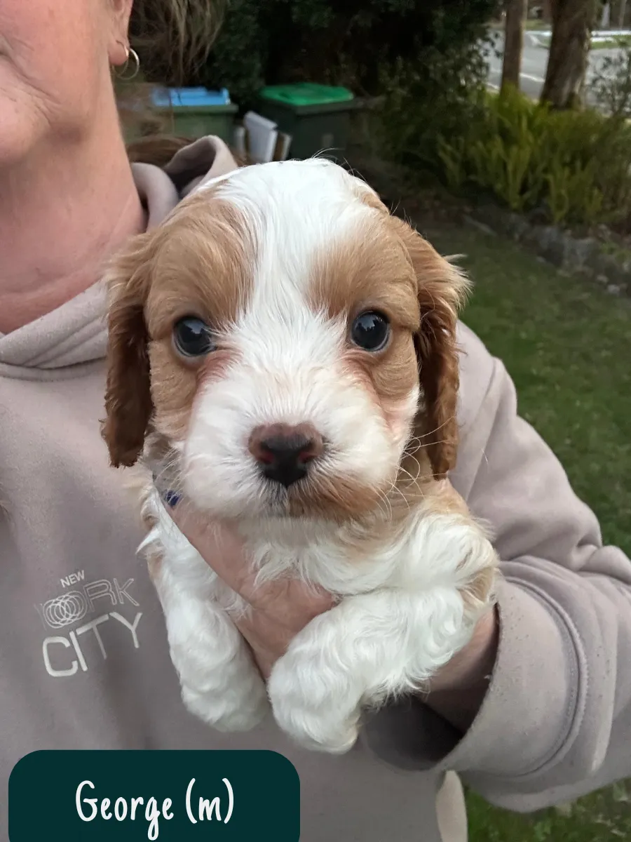 f1-cavoodle-puppy