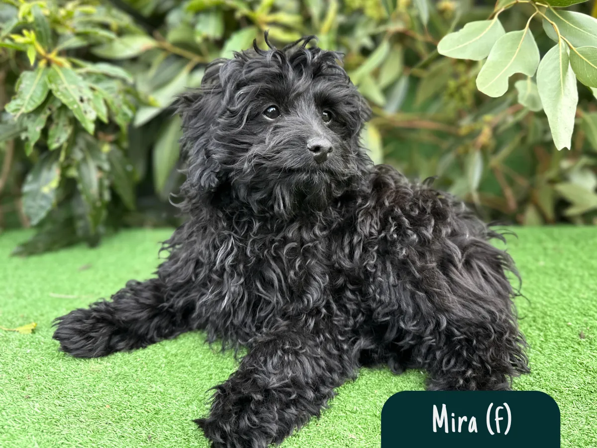 cavoodle-pups-victoria