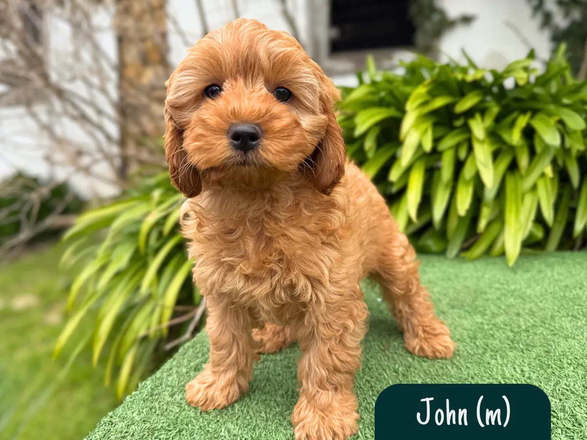f1b-cavoodles
