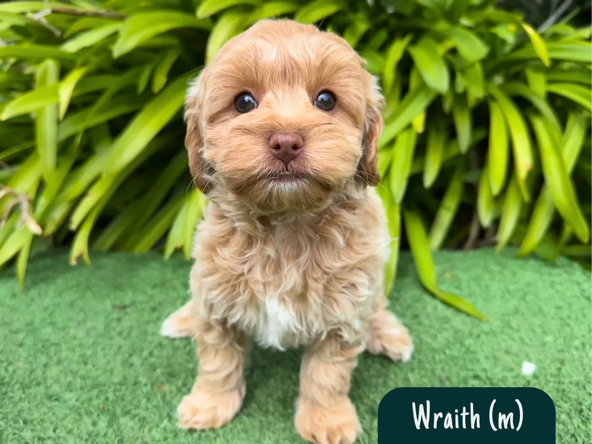 cavoodle-pups-melbourne