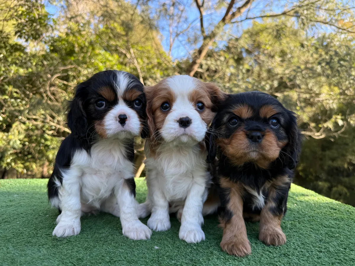 cavalier-puppies-victoria