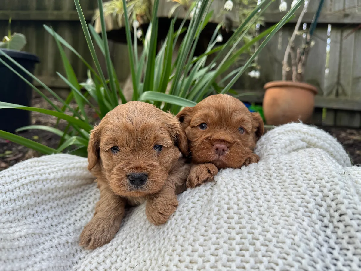 cavoodle-puppies-available