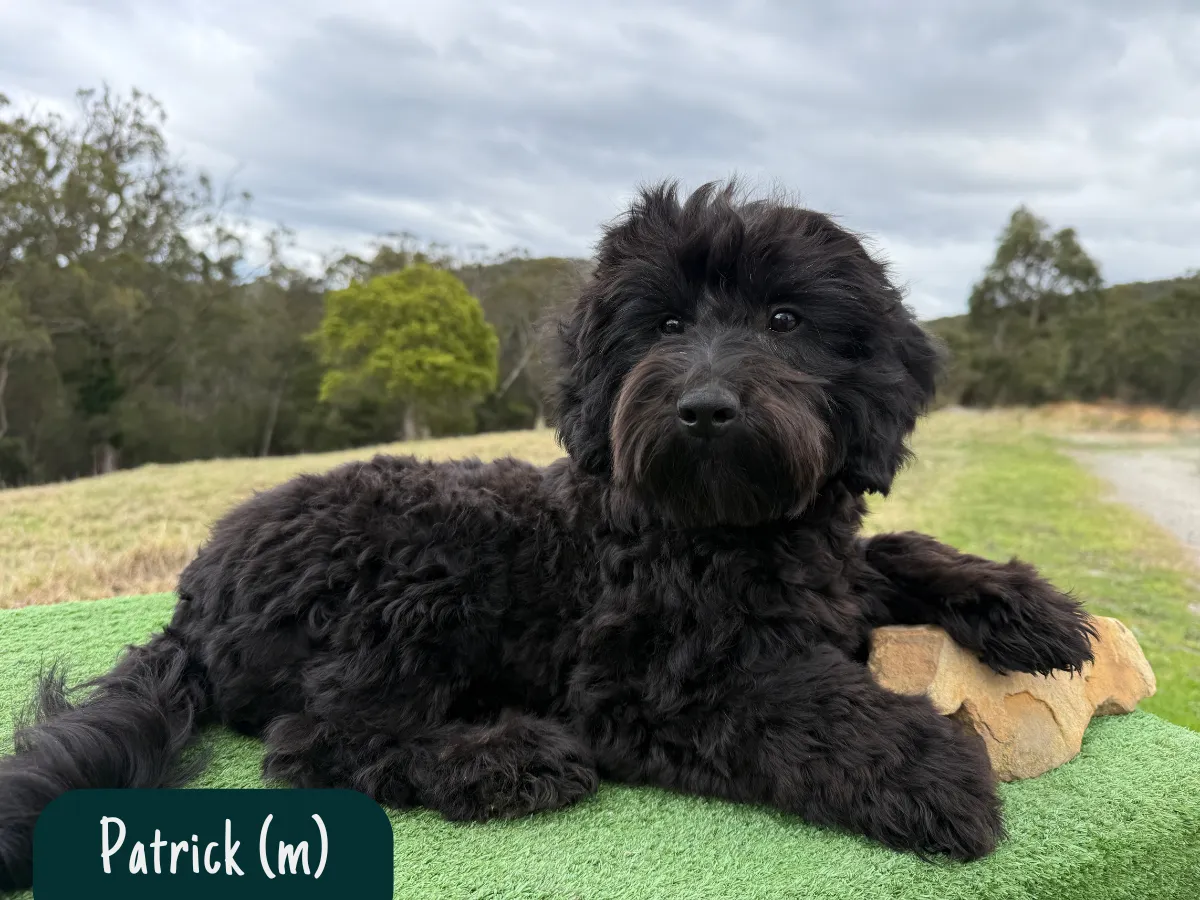 bordoodle-puppies-for-sale