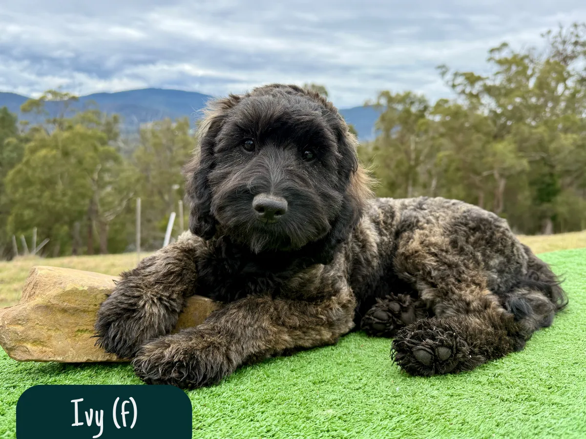 groodle-puppies-melbourne