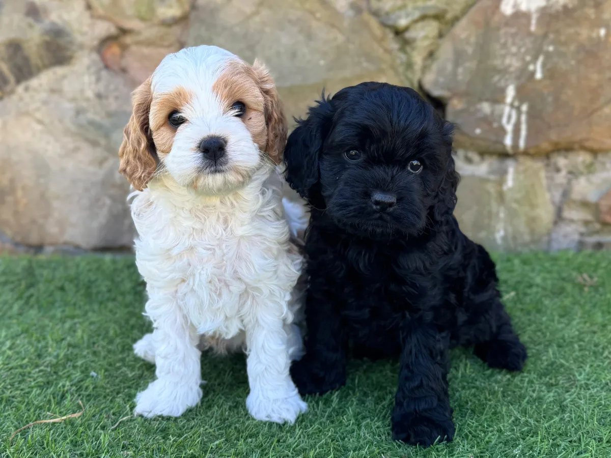 cavoodle-puppies-for-sale